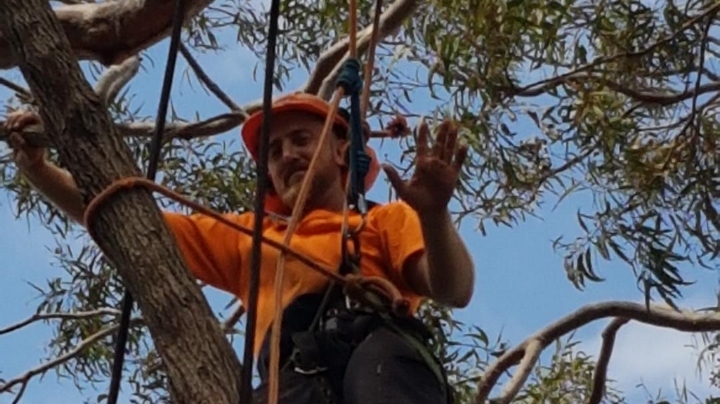 A JD Tree Care climber in an orange shirt and helmet, waving from up a gum tree