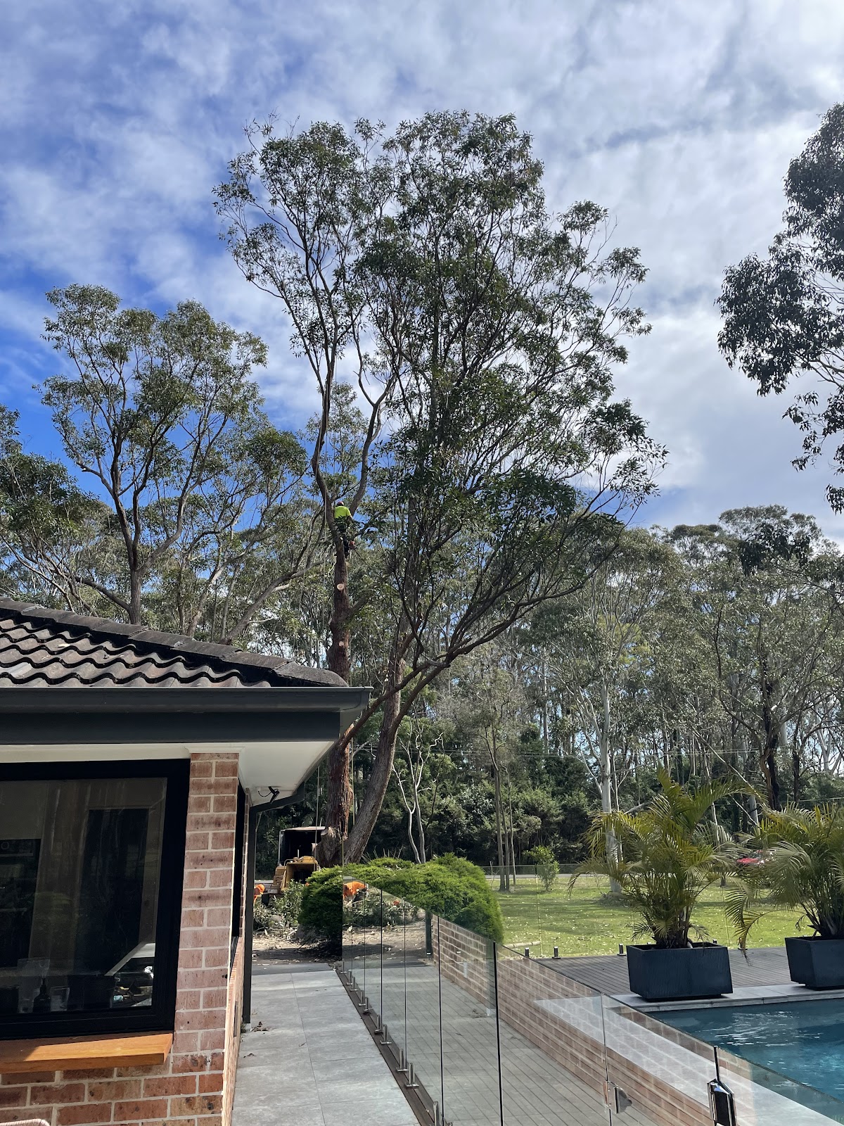 Tall gum trees behind a brick home and pool after pruning