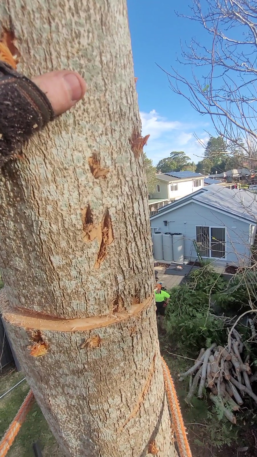 Looking down from high up a trunk at the yard, with cut marks on the bark