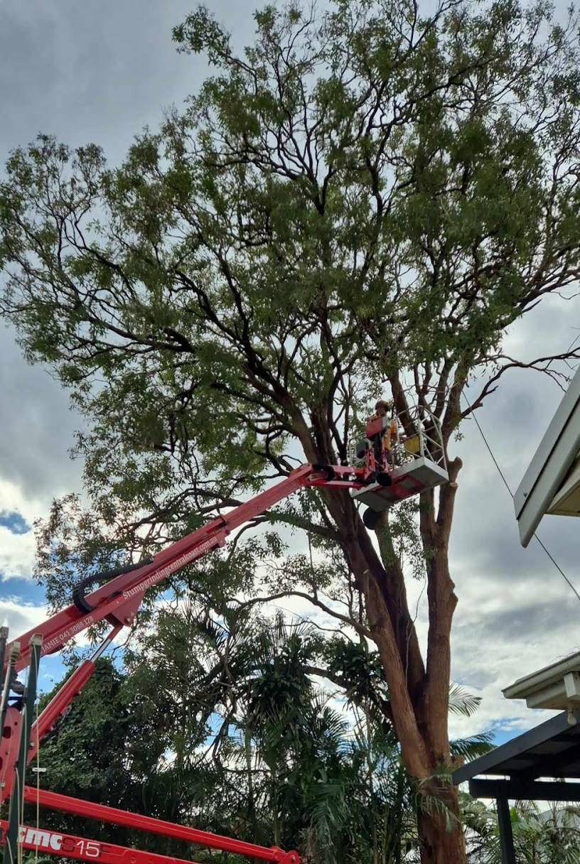 Red boom lift raised into the canopy of a tall tree with a worker cutting at the top