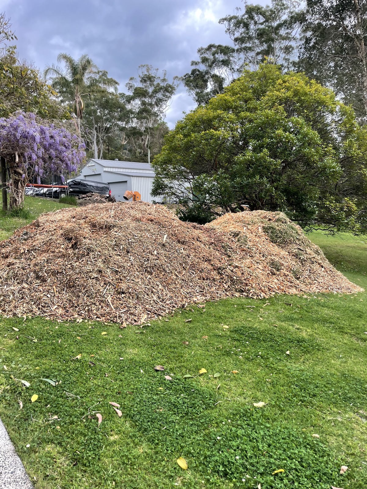 A large mound of fresh woodchip mulch on a lawn after a tree job