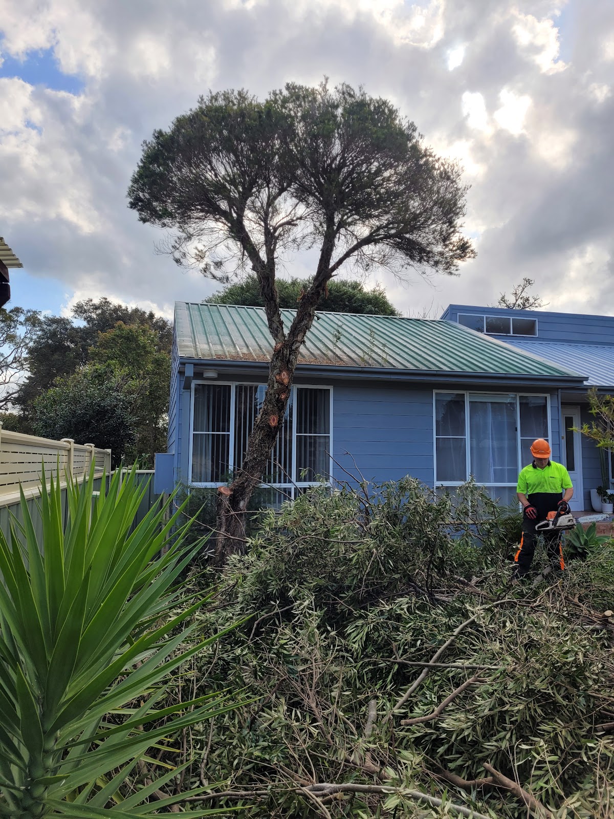 JD Tree Care crew member in hi-vis with a chainsaw, working beside a weatherboard house