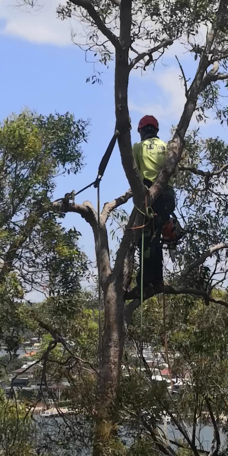 A JD Tree Care climber roped into a gum tree high above Brisbane Water